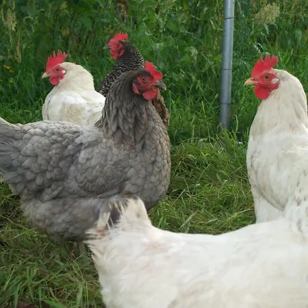 לינה וארוחת בוקר The Brown Hen Guest