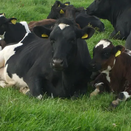 The Brown Hen Guest 4*