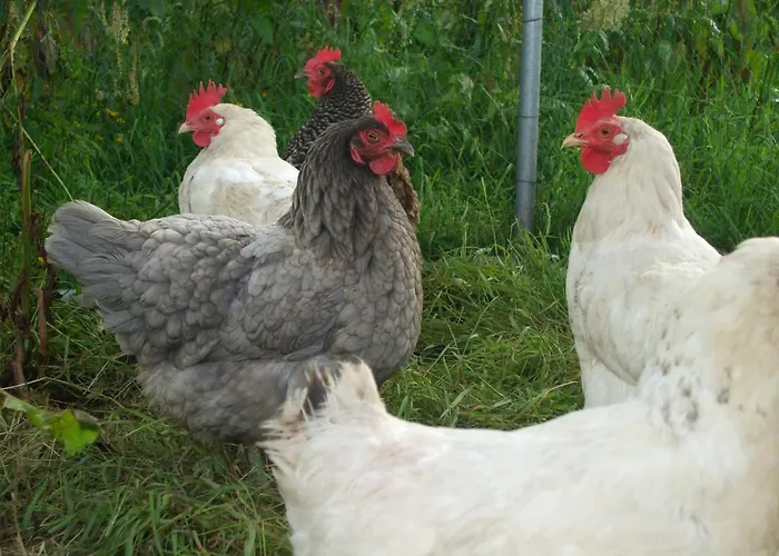 Bed & Breakfast The Brown Hen Guest