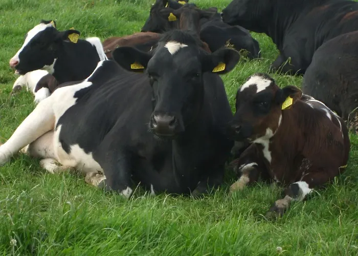 The Brown Hen Guest 4*